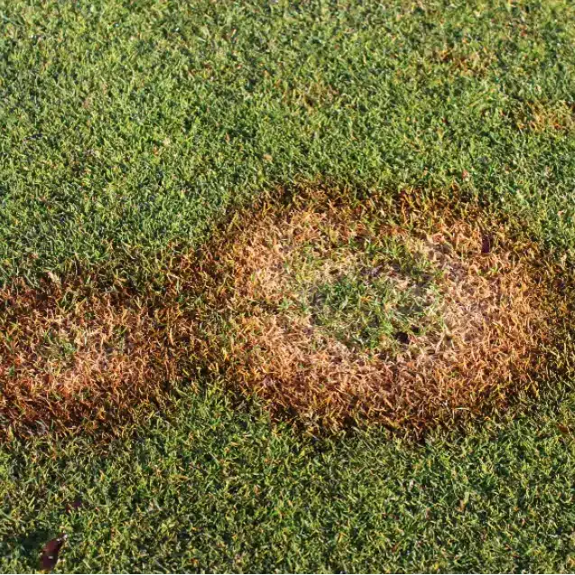 Brown Patch Brown Patch