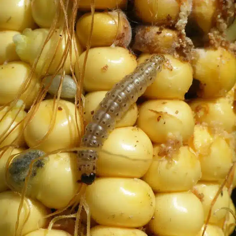 Corn Borers