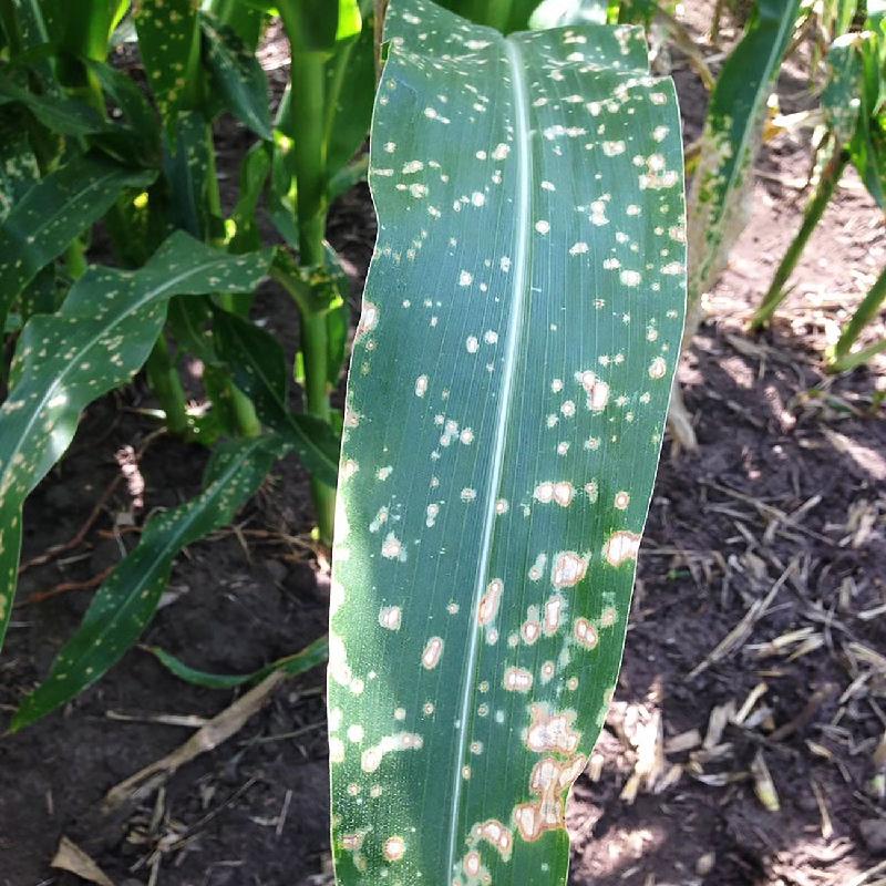 Corn Leaf Spot