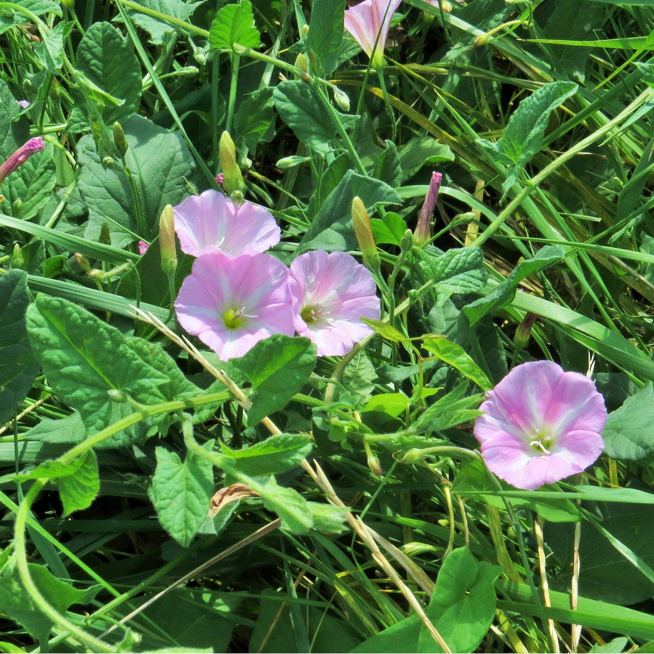 Field bindweed 14
