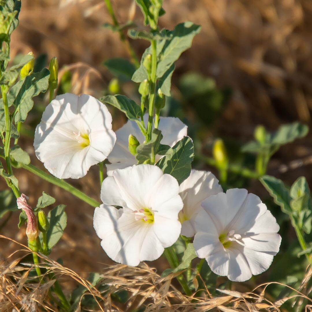 Field bindweed 2 Field bindweed 2