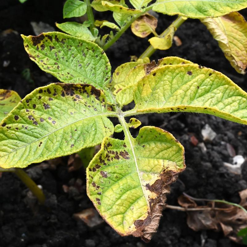 Potato Early Blight