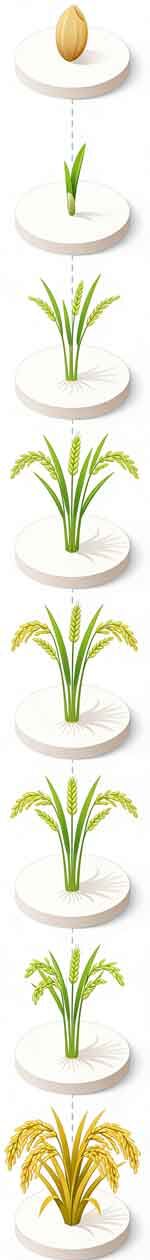Rice-Growth-Stage Rice Growth Stage 1 e1775721521793