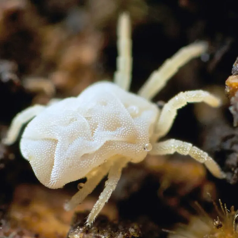Root Mites