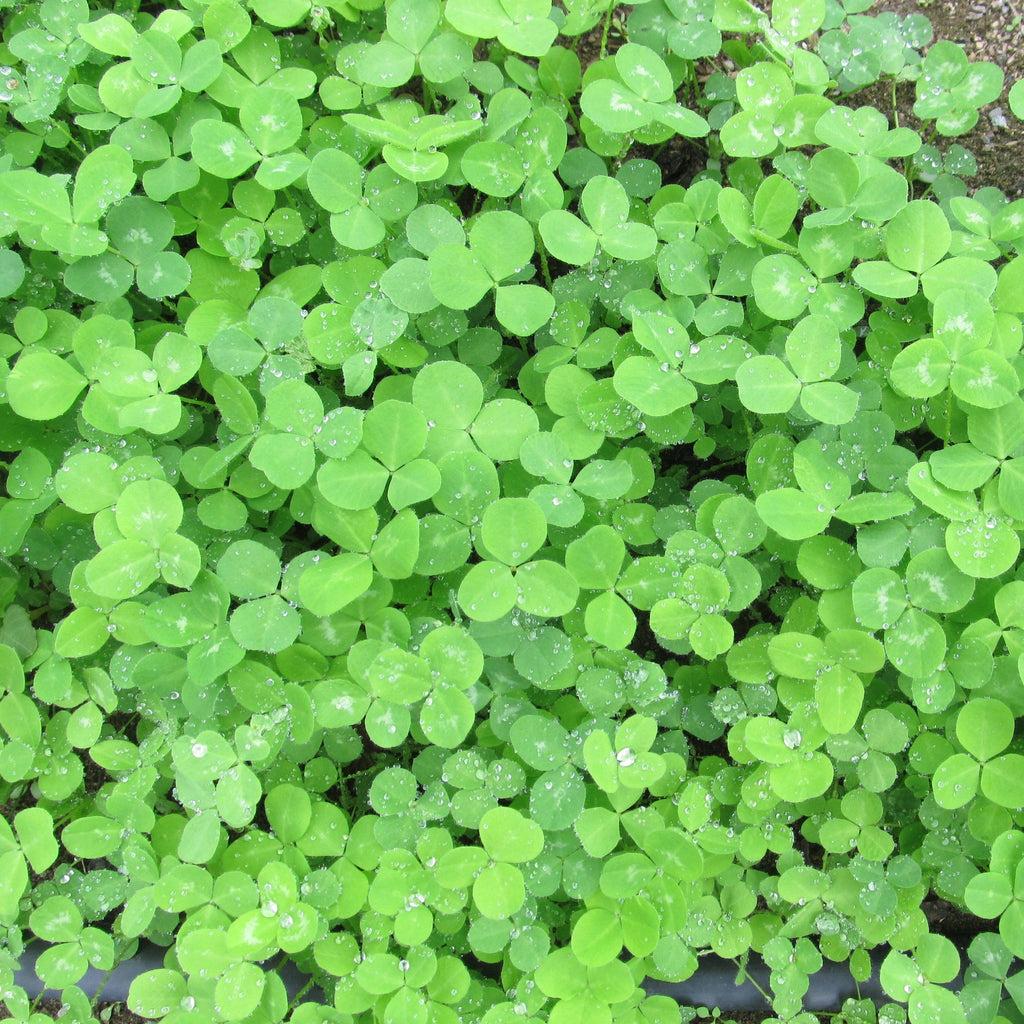 clover4 clover4