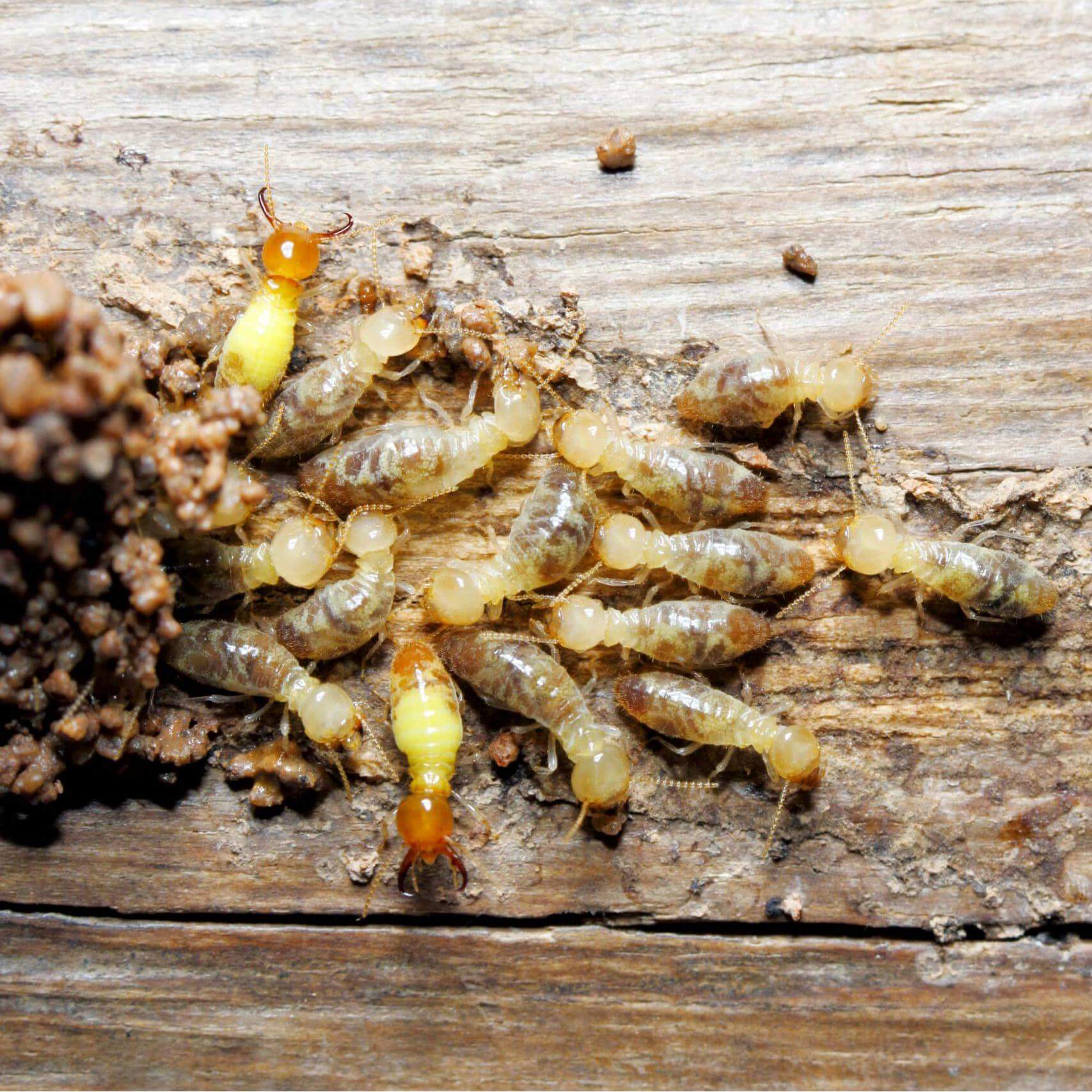 termites7 termites7