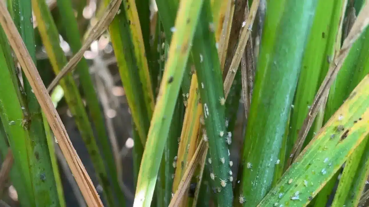 Rice Planthoppers Rice Planthoppers