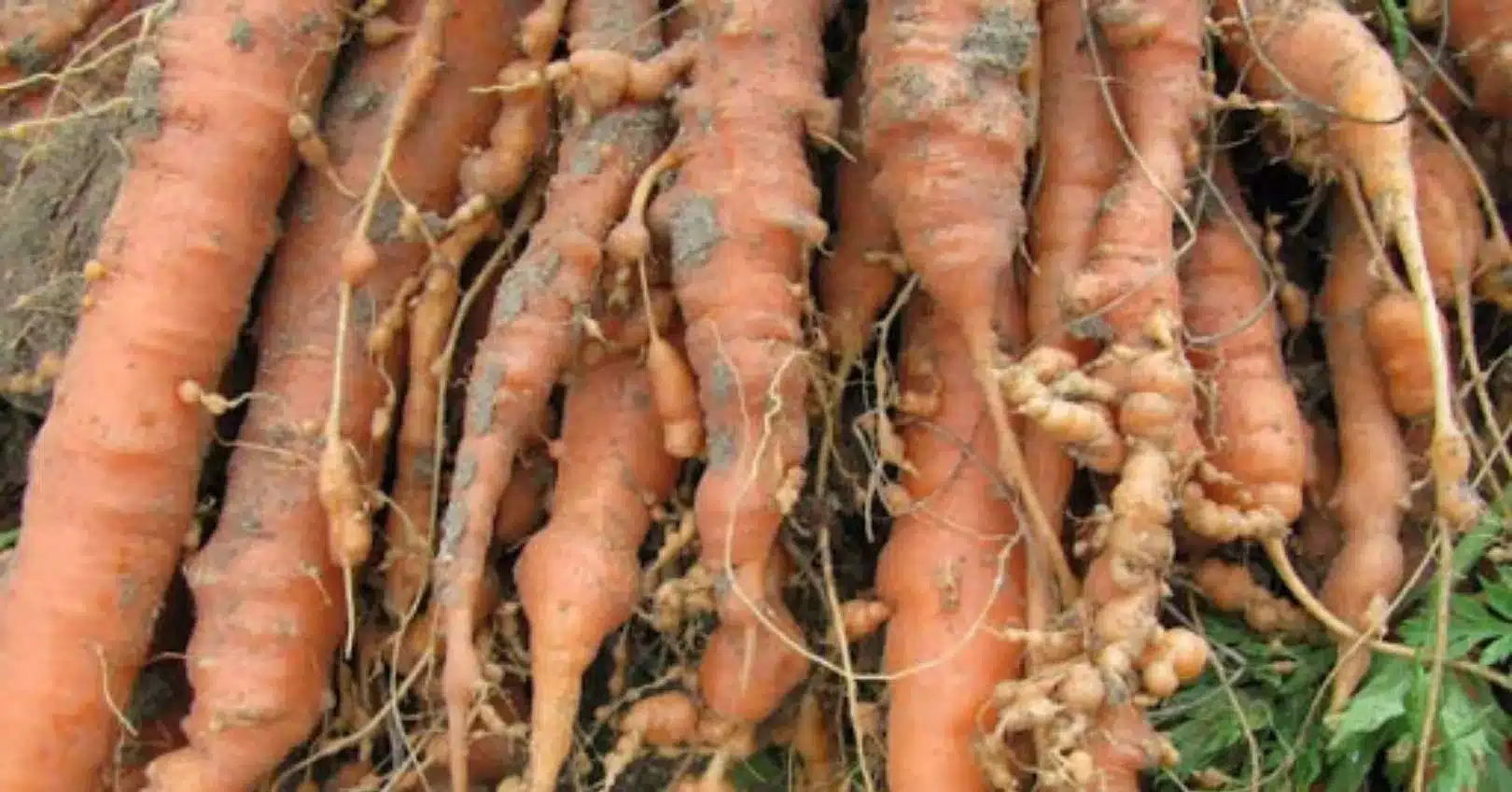 Root Knot Nematode Root Knot Nematode