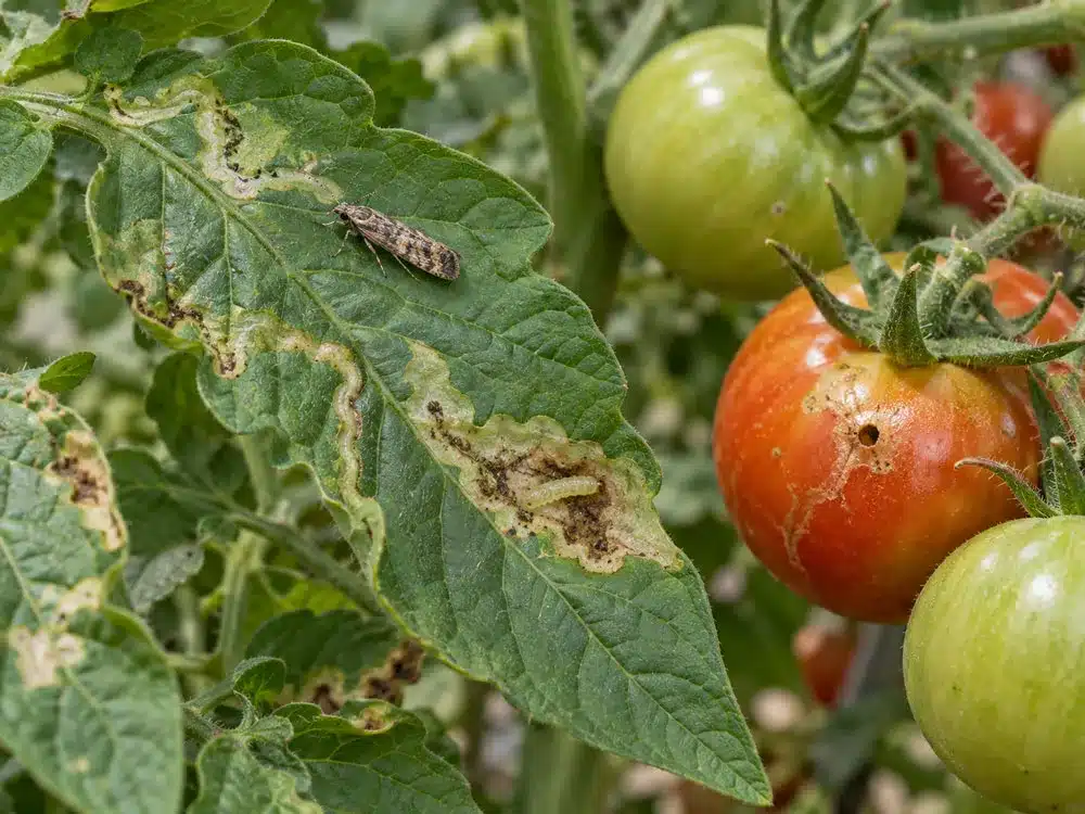 Tomato Leafminer Tomato Leafminer