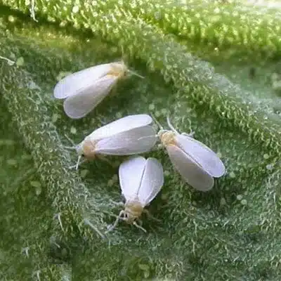 Whiteflies Whiteflies